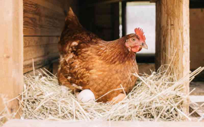 Kenya to host international poultry expo next year
