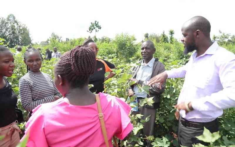 Embu farmers now jump on cruising Bt cotton bandwagon