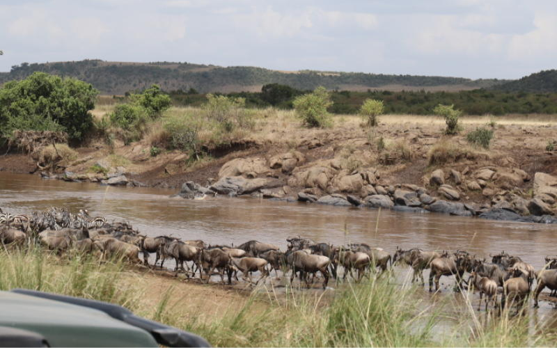Great migration set to begin as thousands of wildebeest approach Kenya's Maasai Mara