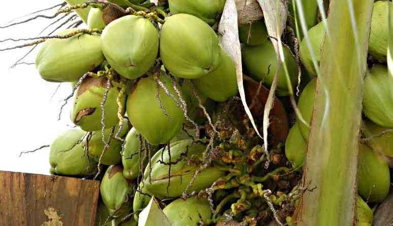 Kilifi's hybrid revolution: How farmers are reviving coconut farming