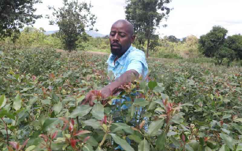 Farmers and traders cry foul after 'muguka' ban imposed, users arrested