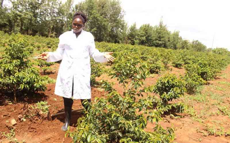 After maize, coffee will be Uasin Gishu's next success story