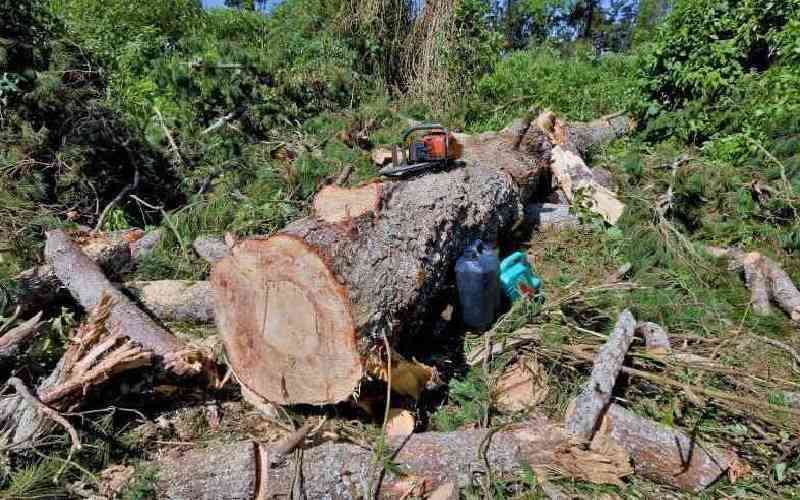 KFS probes illegal felling of 350 trees in Trans Nzoia forest
