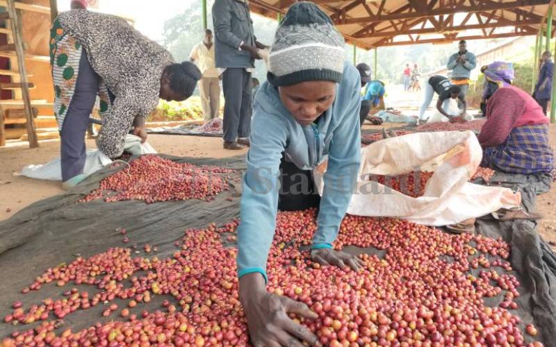 Mt Kenya coffee farmers set for windfall from direct export sales