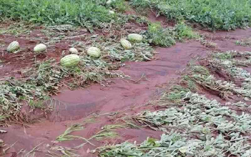 Farmers count losses as floods destroy crops