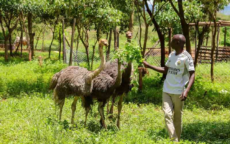 Makoyo farm: Where ostriches and emus roam and conservation comes alive