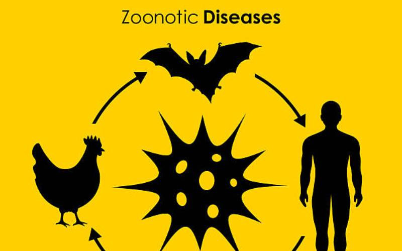 Why HIV succeeded where other zoonotic viruses failed
