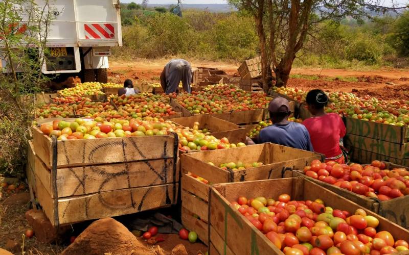 How tomato farmers can avoid heavy losses