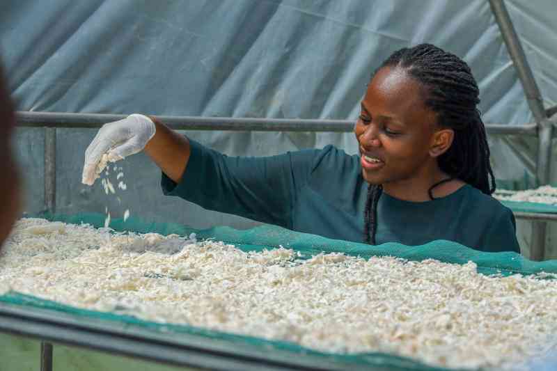Juliet Oduor: My son's allergic reaction birthed thriving cassava flour business