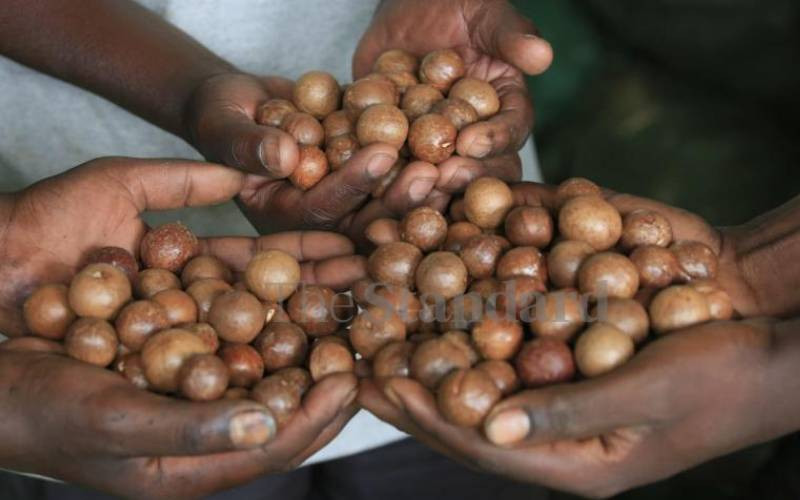 Desperate farmers hawk macadamia nuts after collapse of market