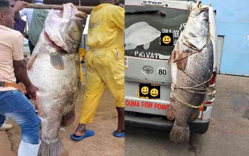 Video of a giant Nile perch tied upright to the back door of a matatu goes viral