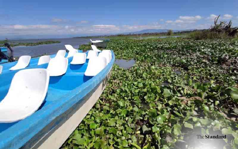Water hyacinth: A pain and gain for the African ecosystem