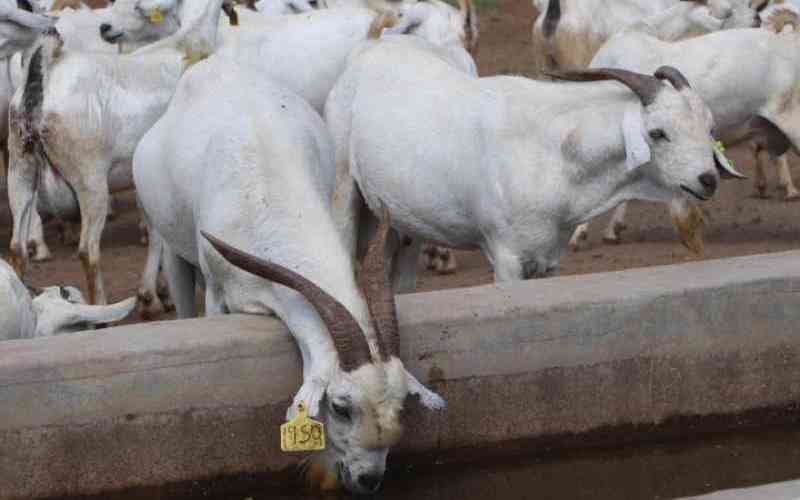 Basic tips for would-be commercial goat keepers