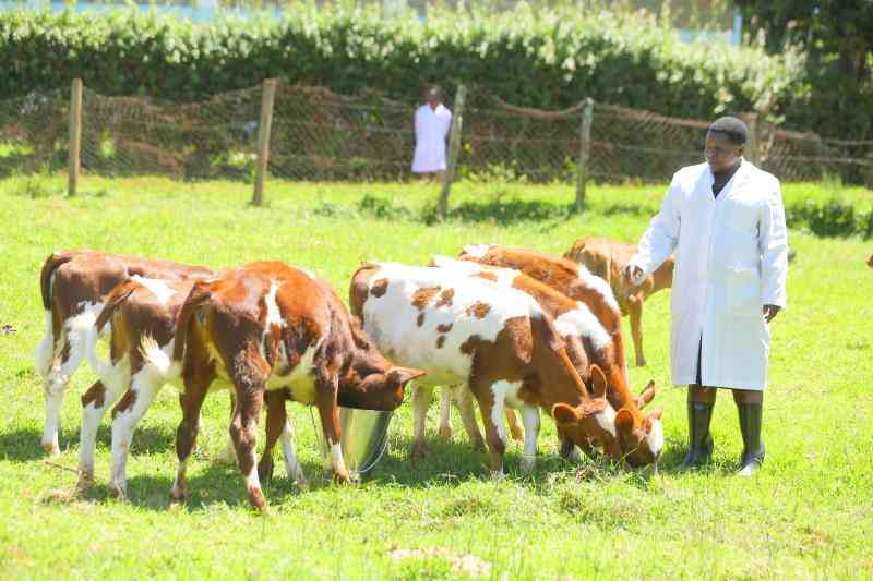 Preventing diarrhoea in calves