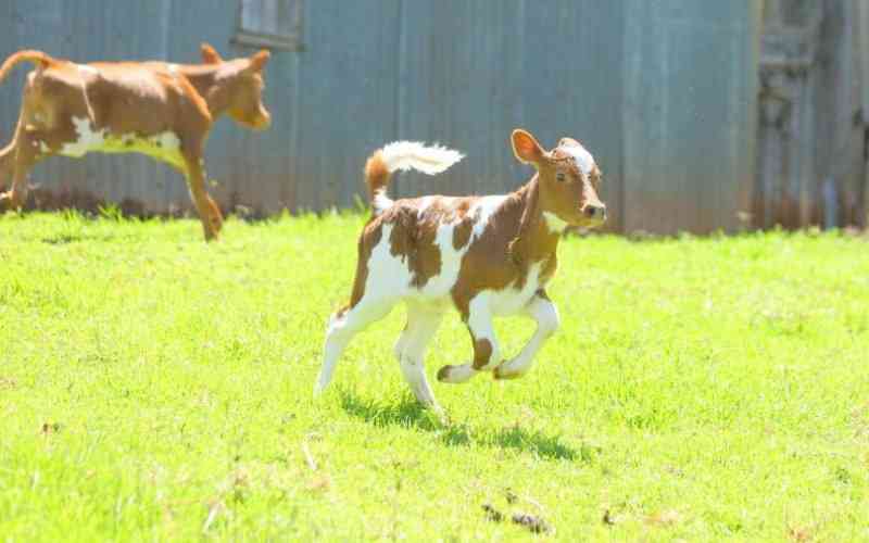 Why you should never subject your calf to stress