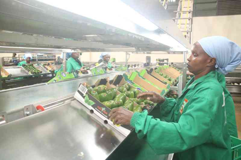 Kenya gains fresh access to China avocado market