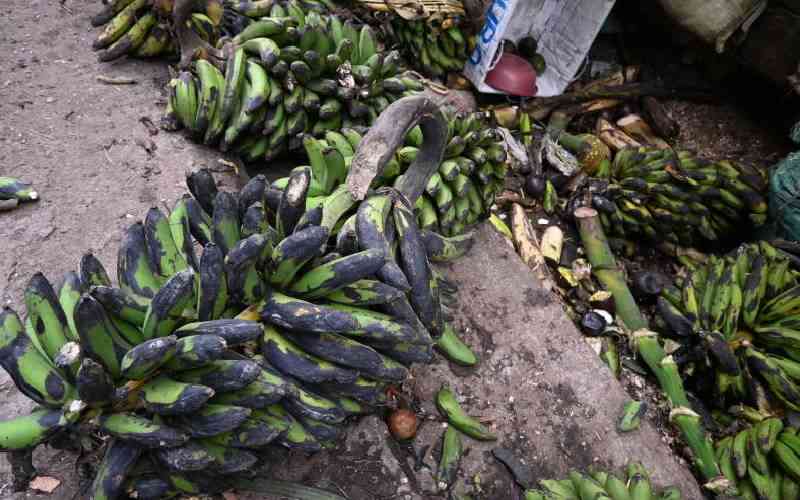 Preventing food loss, wastage will help end hunger