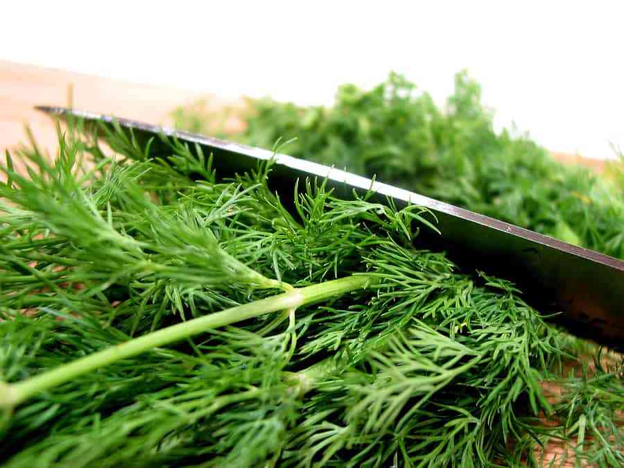 Growing Dill: Tips for success in herb cultivation