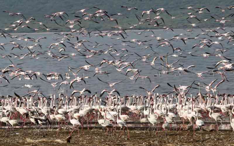 Flamingos at risk as lakes water levels rise