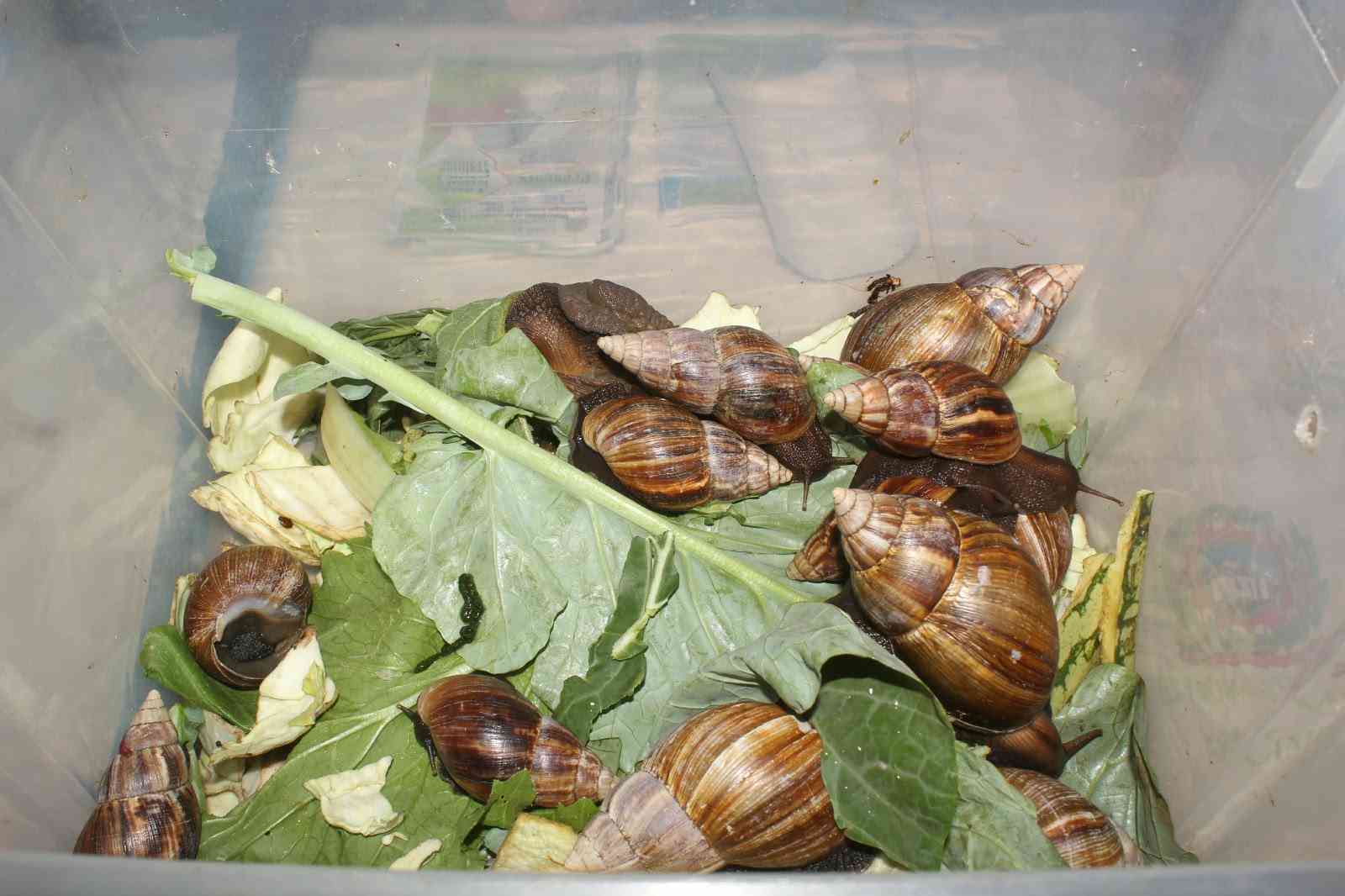 How snails can make farmers money beyond food