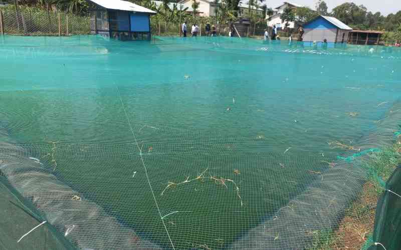 Vihiga farmers ride on a new wave of fish farming
