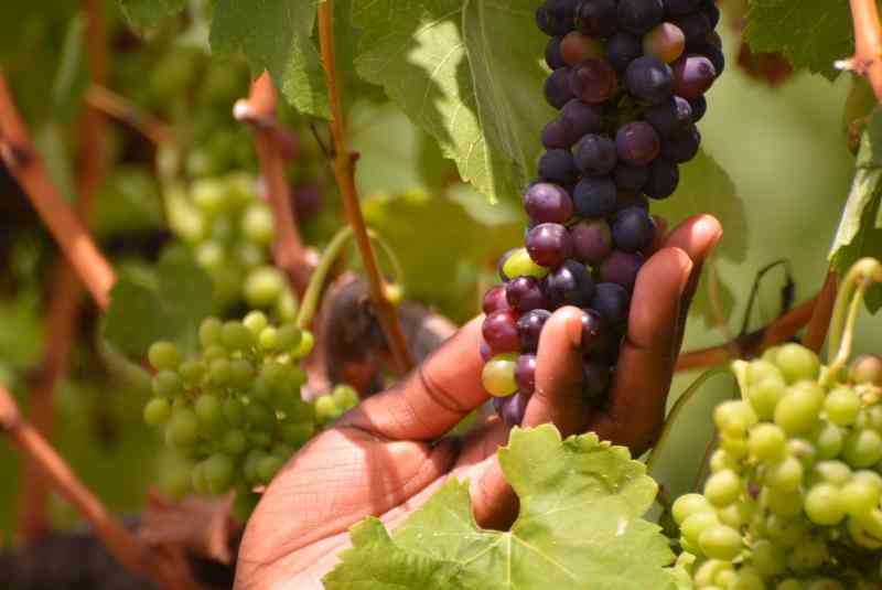 Vines and wines: Art of growing healthy grapes