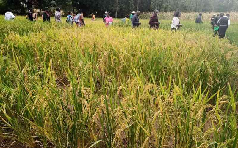 Meru farmers embrace rice production for profit