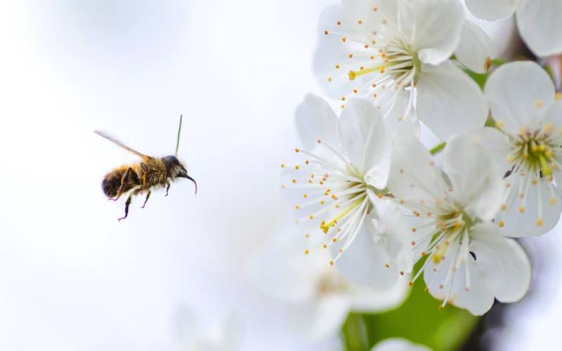 Why that tiny bee is a big deal in food security