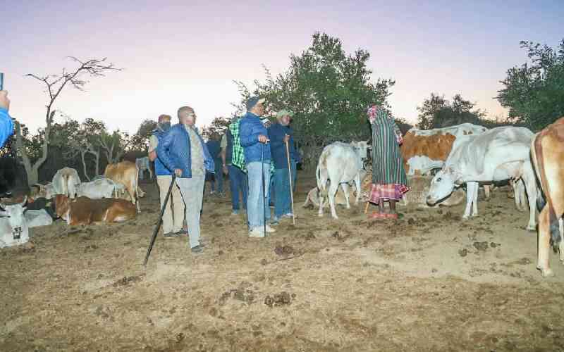 Bandits kill eight people, steal over 300 cattle and goats in Samburu