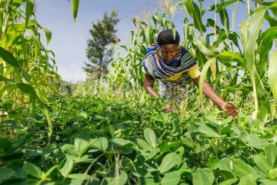 Empowerment drive seeks to cushion farmers from climate shock