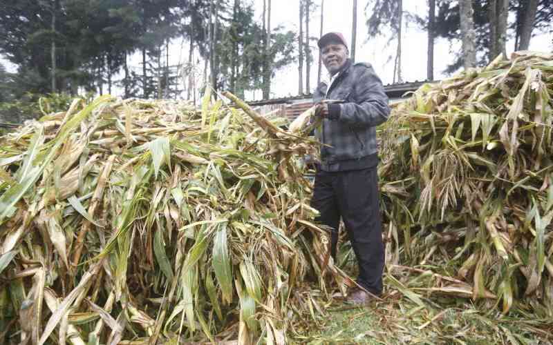 North Rift and Western Kenya farmers project bumper harvest