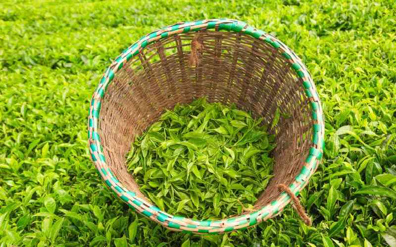 Mombasa weekly tea auction fetches Sh1.4b for farmers