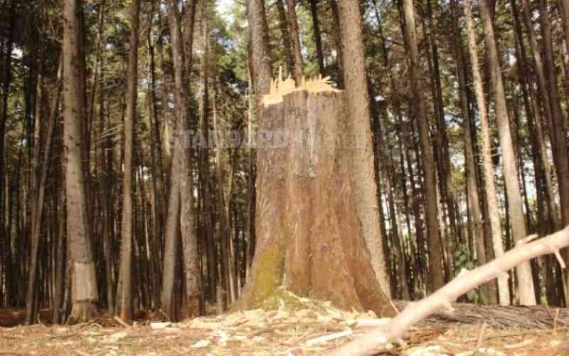 It's time to speed up restoration of world's declining forests