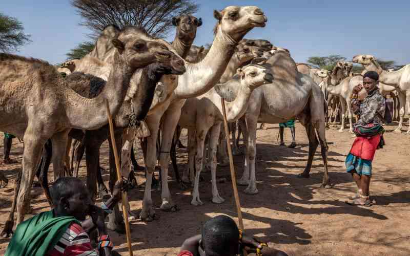 Camels replace cows as Kenya battles drought