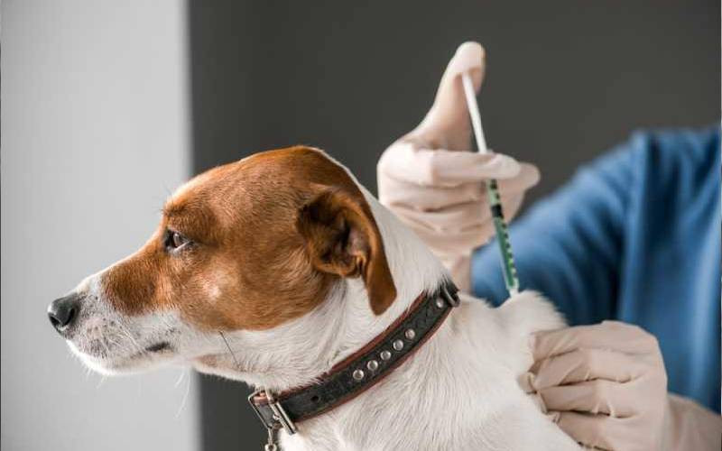 Rabies, a disease dog owners aren't keen on, despite high fatality it poses