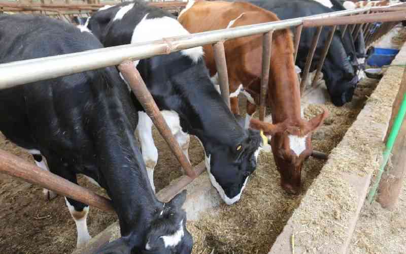 Watchdog probes market fixing among makers of animal feeds