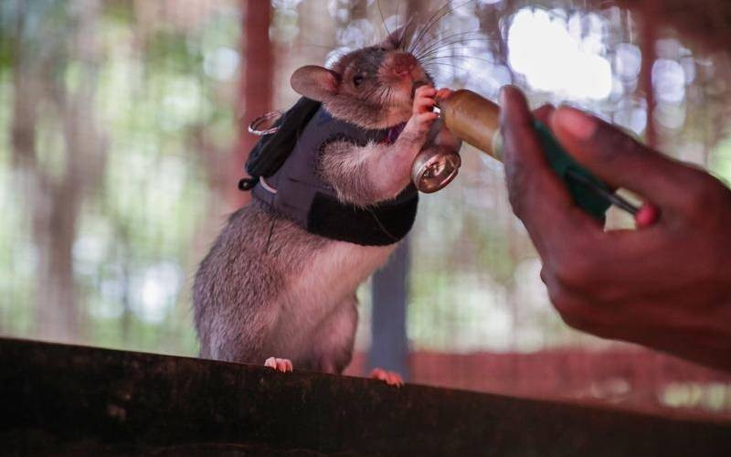 Small but gifted: How Tanzania's rats are 'smelling' trouble, saving lives