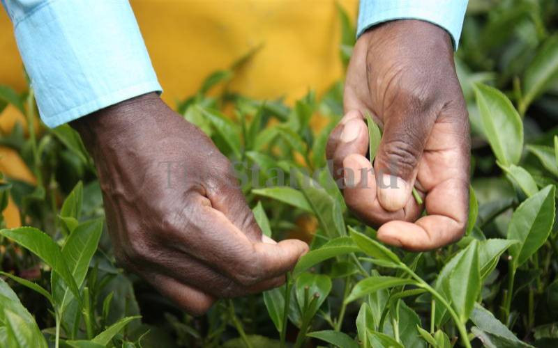 Tea companies licences suspended over sexual exploitation claims