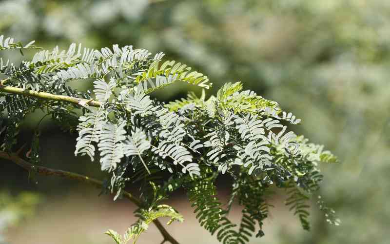 Kefri needs Sh22 billion to eradicate mathenge tree