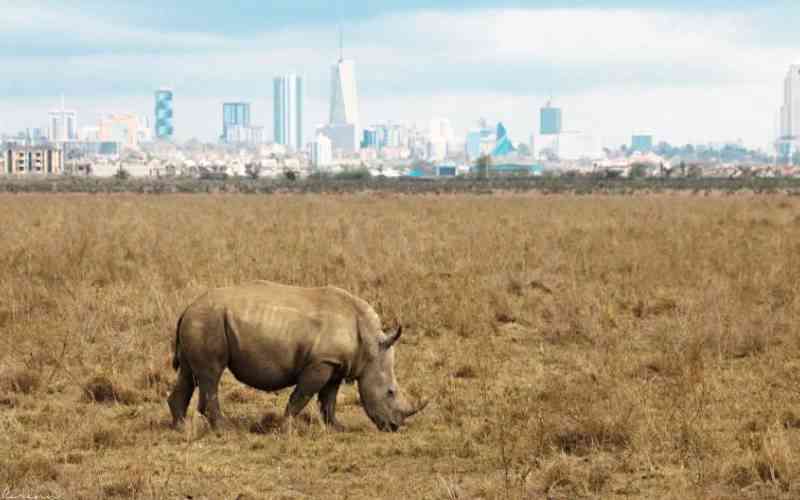 Court asked to allow KWS to detain suspects in rhino trophies trafficking