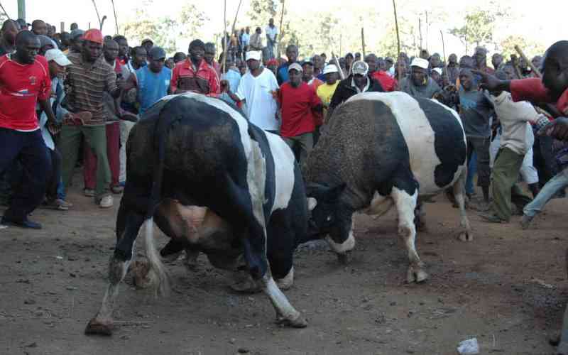 Fighting bulls goring caregivers to early death