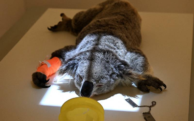Australia approves chlamydia vaccine for koalas