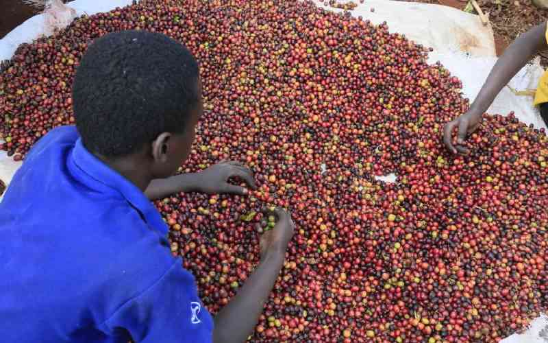 Farmers split over return of Coffee Board of Kenya