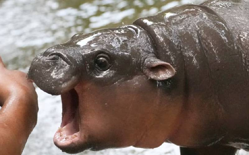 Baby hippo Moo Deng becomes in...