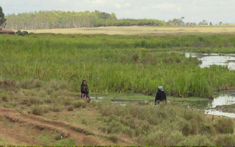 Wetlands hold key to mitigating the impact of floods   