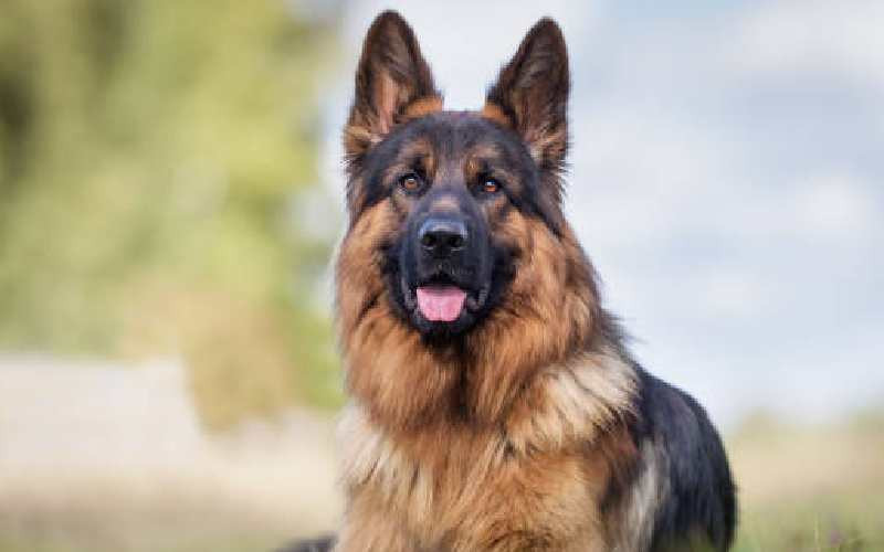Woman fails to surrender pet dog to owner despite court order