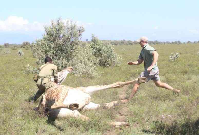 Why elephant numbers are rising while buffaloes decline