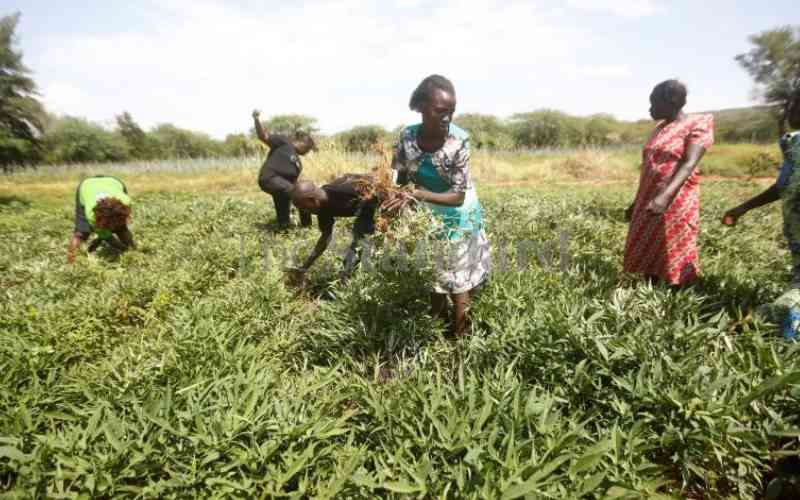 Financial institutions key in supporting agriculture sector