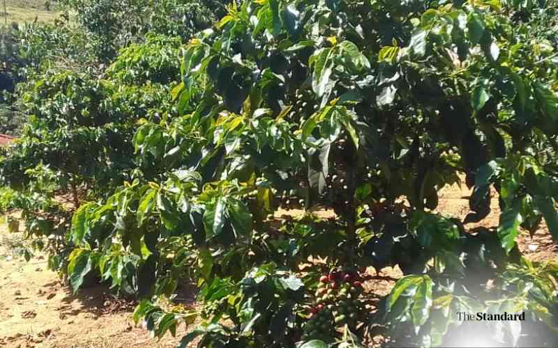Five counties fetch Sh16 billion from coffee