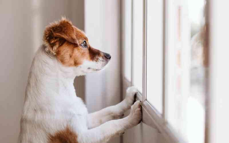 Why your dog is barking and how to stop it